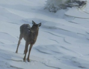Chevreuil des glaces
